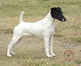 Fox Terrier 9P011D-093